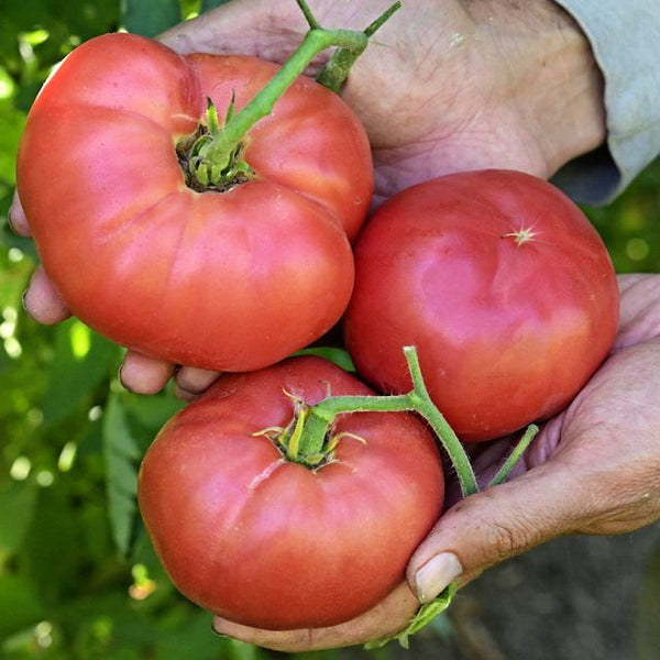 Tomato 'Mortgage Lifter'