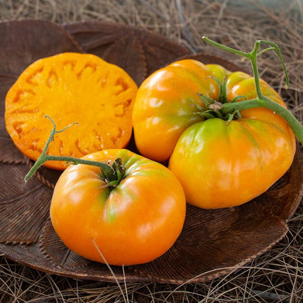 Tomato 'Kentucky Beefsteak'