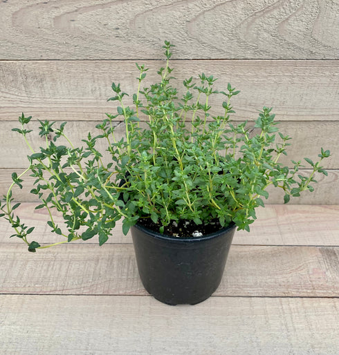 Thyme