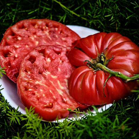 Tomato 'Abe Lincoln'