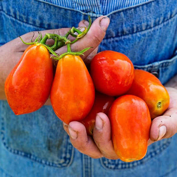 Tomato 'Martino's Roma'