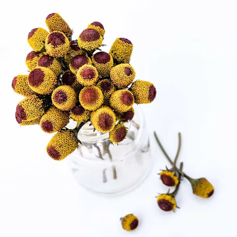 Toothache Plant