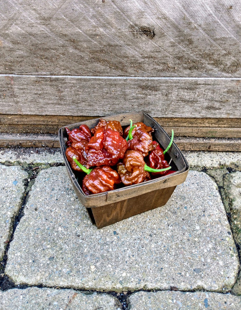 Pepper 'Seven Pot Chocolate'