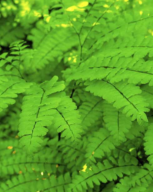 Maidenhair Fern