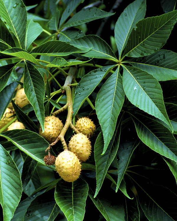Ohio Buckeye