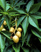 Ohio Buckeye