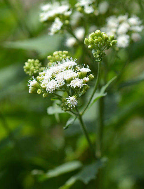 White Snakeroot