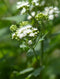 White Snakeroot