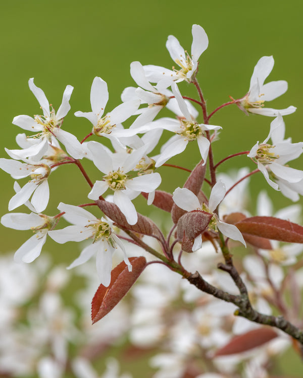 Allegheny Serviceberry