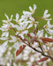 Allegheny Serviceberry