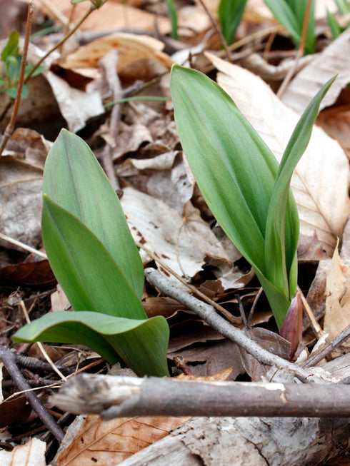 Wild Leek