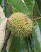 American Chestnut
