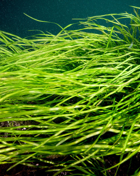 American Eelgrass