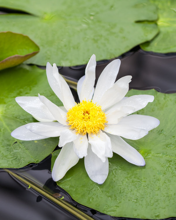 American White Water-lily