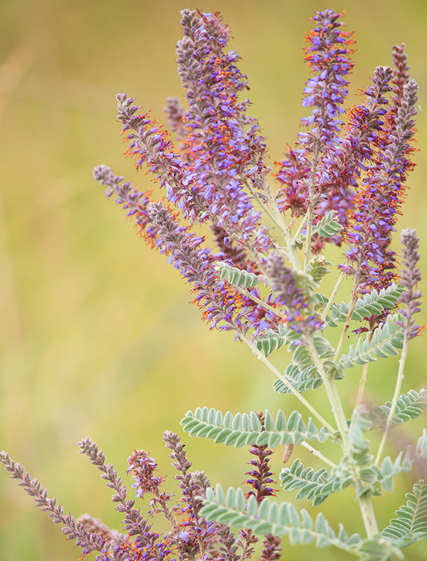 Lead Plant