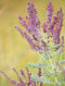 Lead Plant