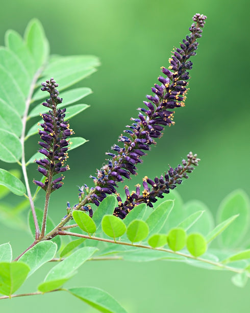 False Indigo