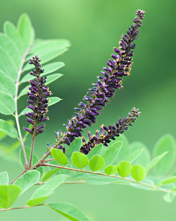 False Indigo