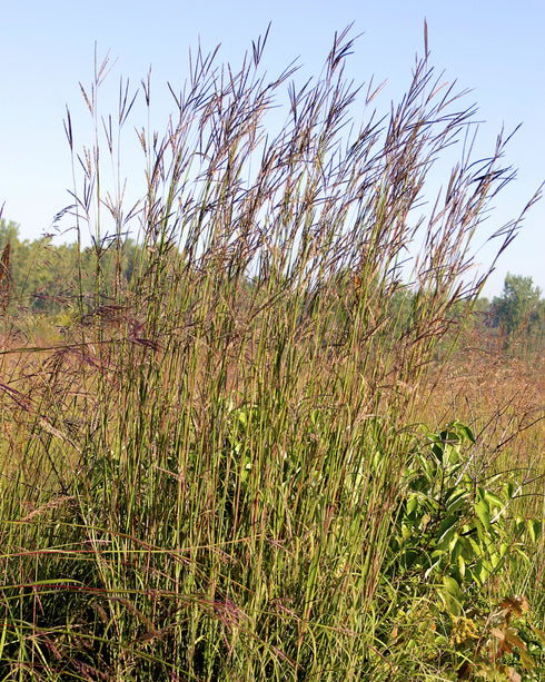 Big Bluestem