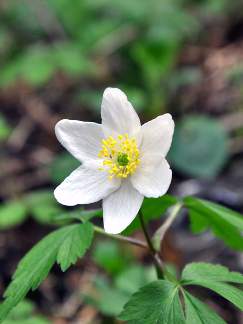 Canada Anemone