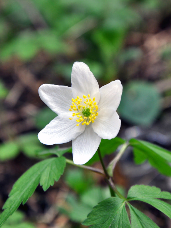Canada Anemone