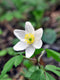 Canada Anemone
