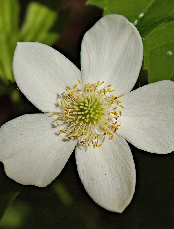 Tall Thimbleweed