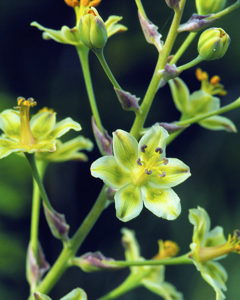Mountain Death Camas