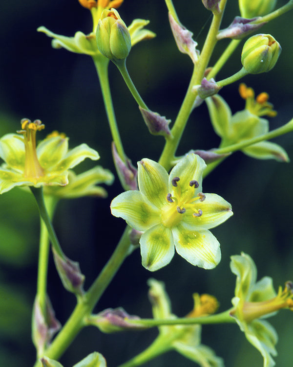 Mountain Death Camas