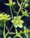 Mountain Death Camas