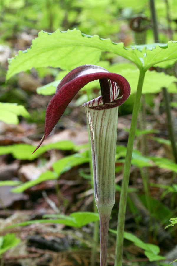 Jack-In-The-Pulpit