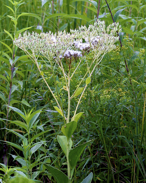 Prairie Indian Plantain