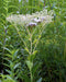 Prairie Indian Plantain