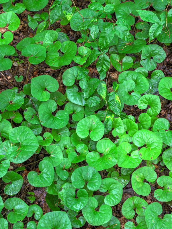 Wild Ginger
