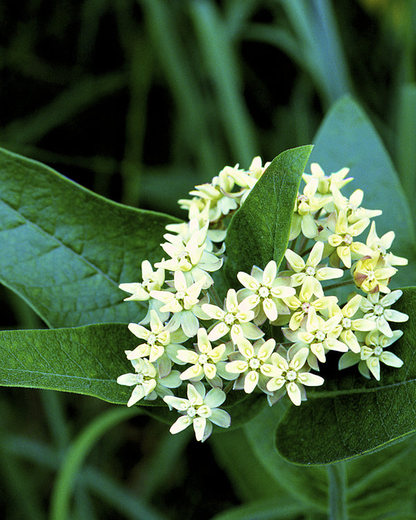 Poke Milkweed