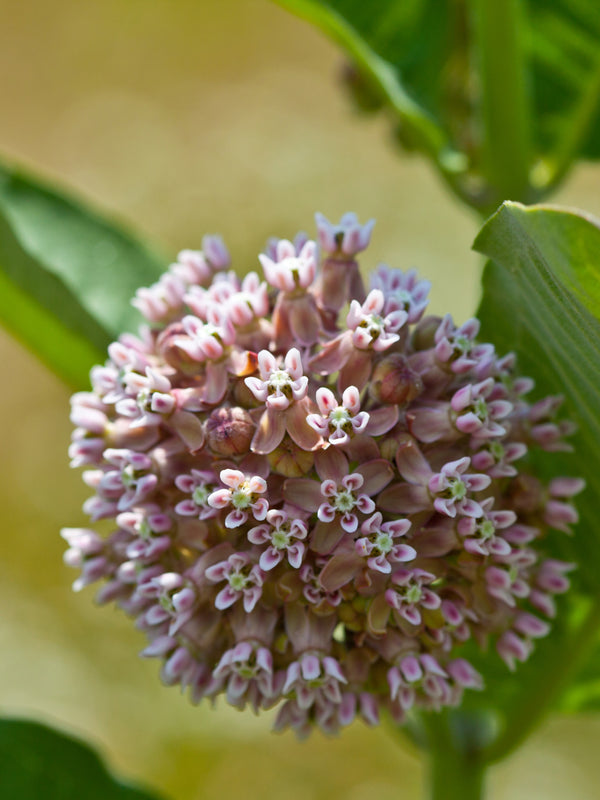 Common Milkweed