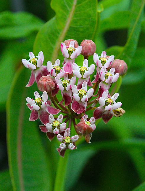 Sullivant's Milkweed
