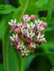 Sullivant's Milkweed