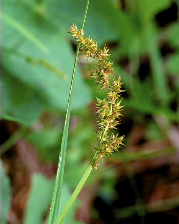 Awl-fruited Sedge