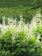 White Wild Indigo