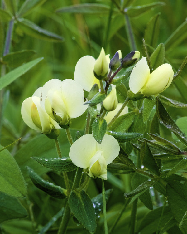 Cream Wild Indigo