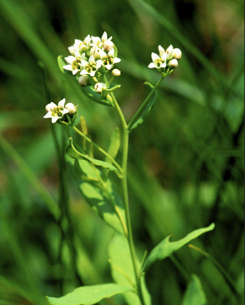 Bastard Toadflax