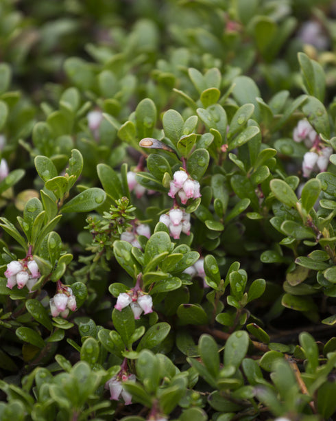 Bearberry