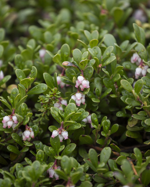 Bearberry