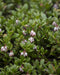 Bearberry