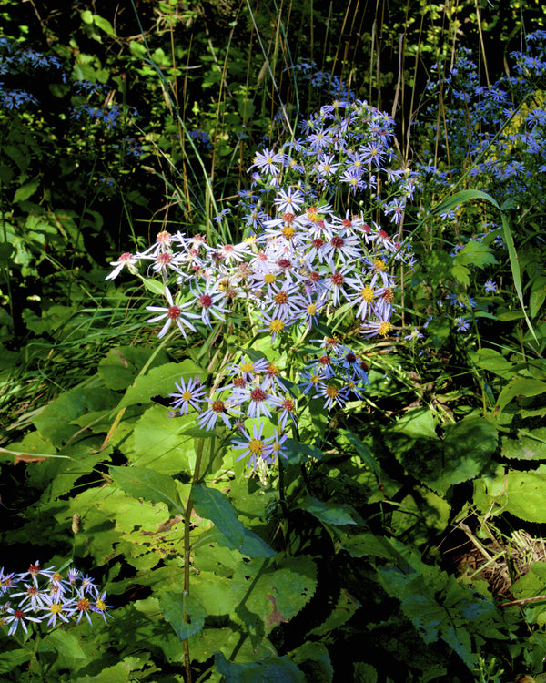 Big-leaved Aster