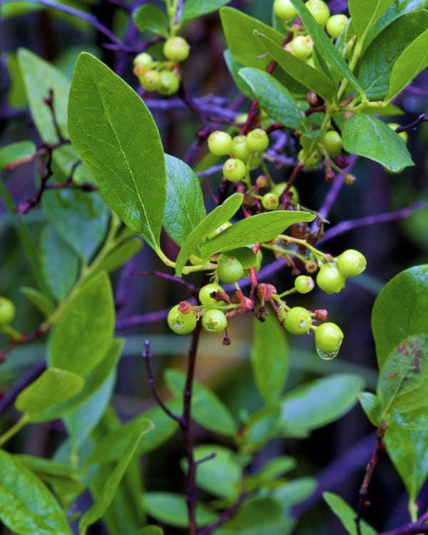 Black Huckleberry