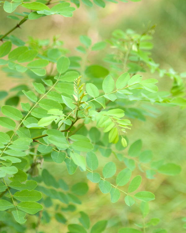 Black Locust