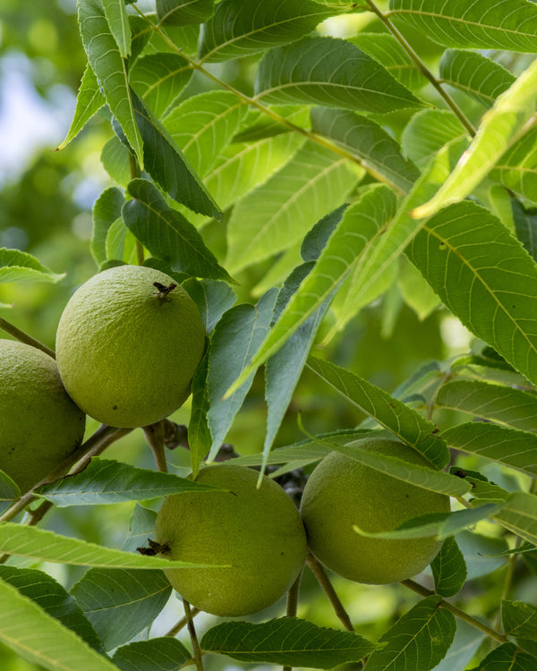Black Walnut