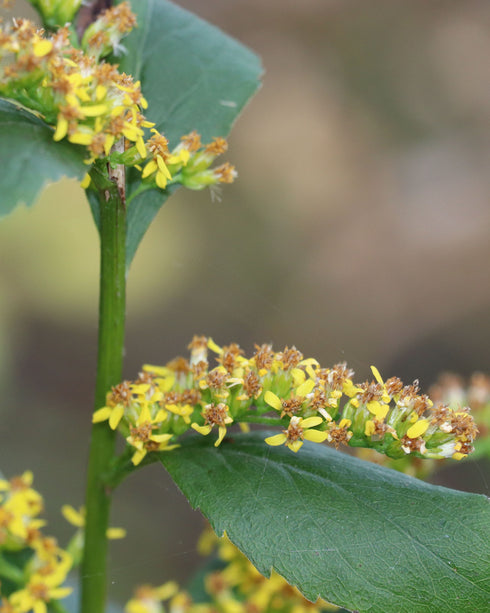 Blue-stemmed Goldenrod